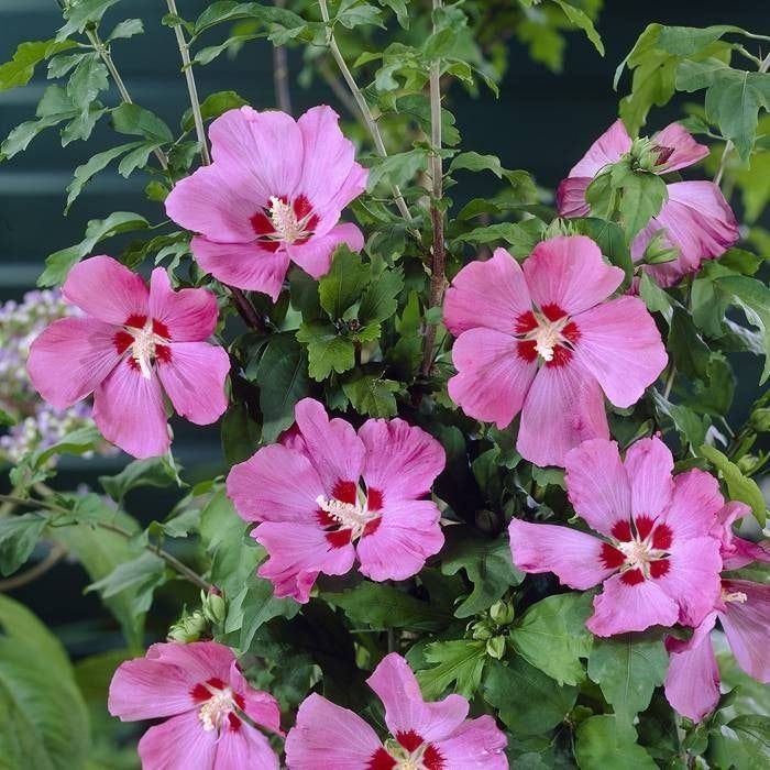Hibiscus planten - Roze bloemen, Ophalen, Vaste plant, Volle zon