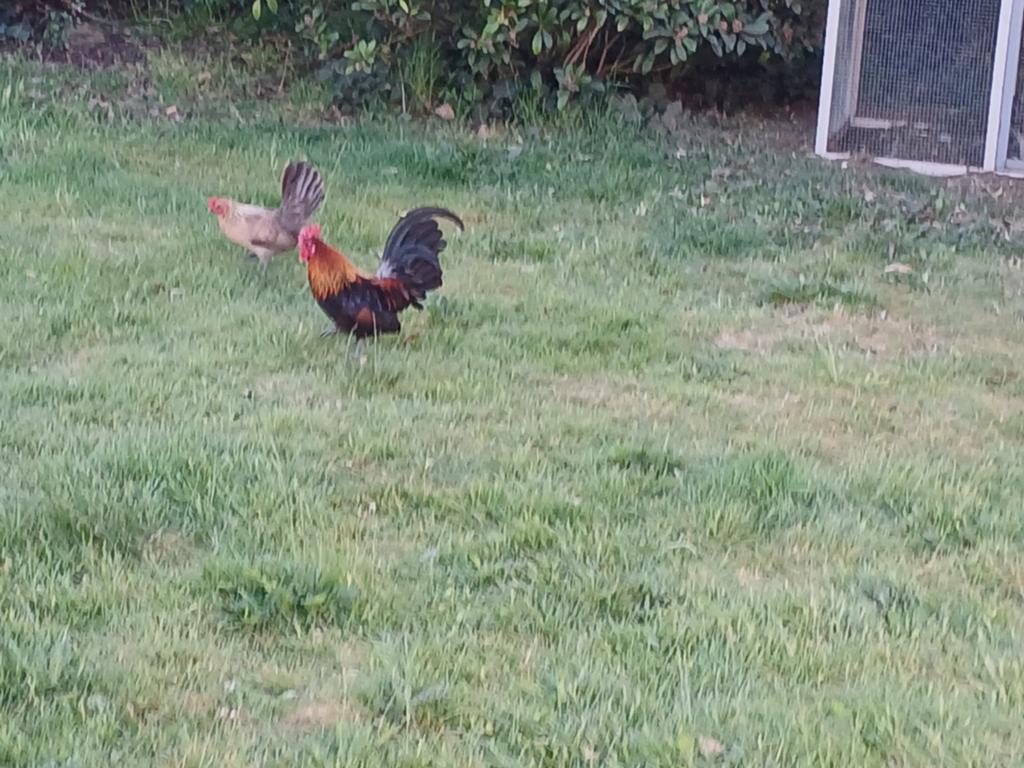 12 broedeieren belgische kriel, Dieren en Toebehoren, Pluimvee