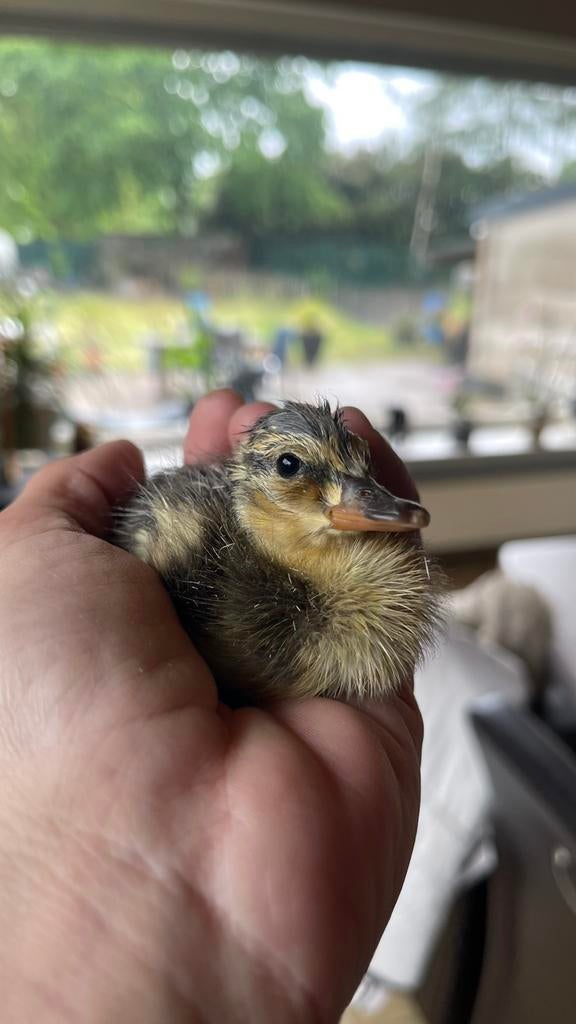 Wilde eend kuikentjes 04/05, Dieren en Toebehoren, Eend