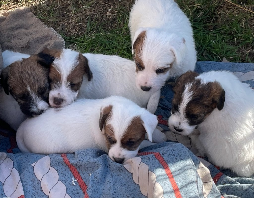 Ruwharige jack russell pups, Dieren en Toebehoren, Honden | Jack Russells en Terriërs, België, Particulier, Jack Russell Terriër