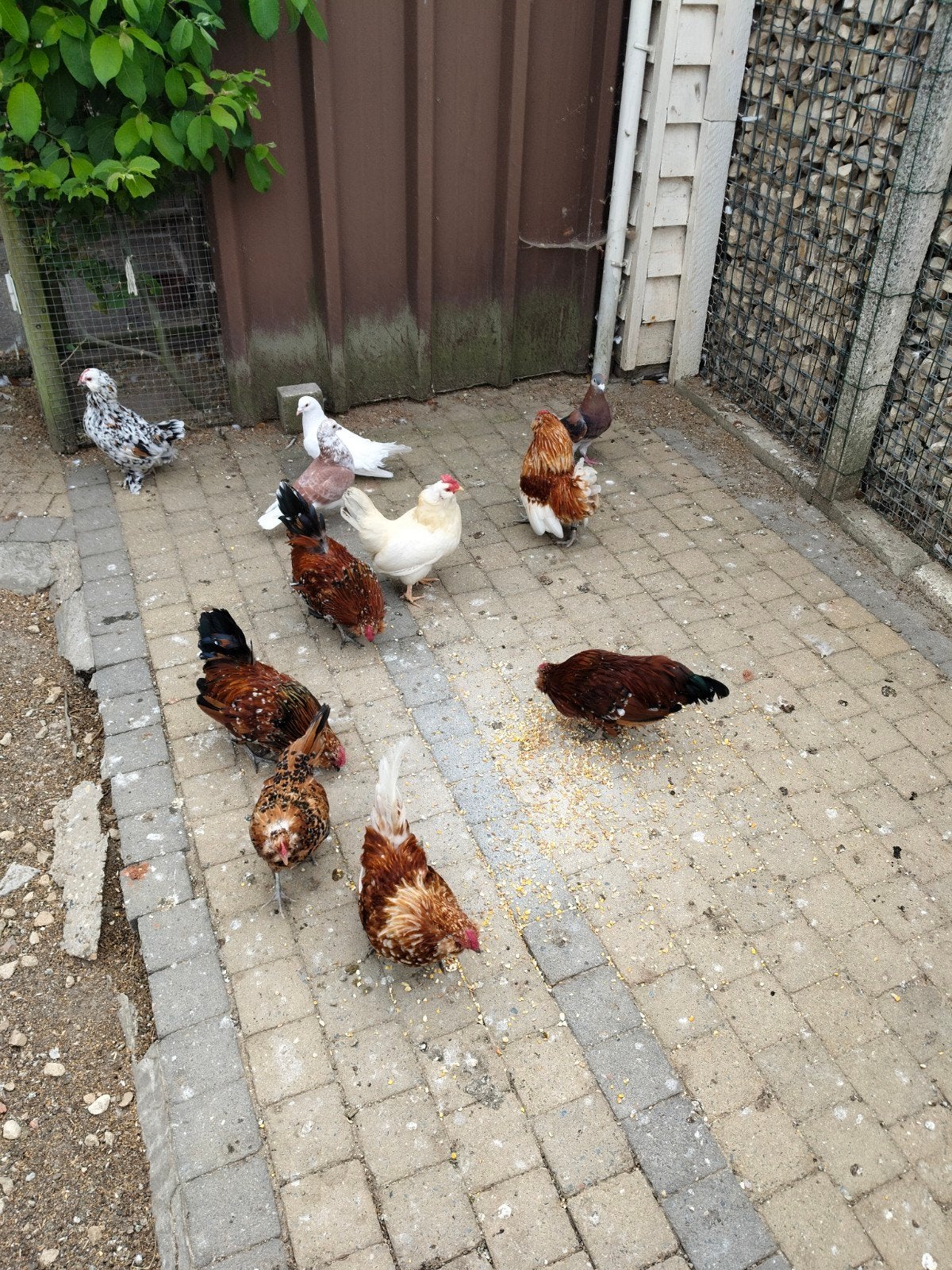 gratis. antwerpse baard krielen   haantjes, Dieren en Toebehoren, Vogels | Overige Vogels