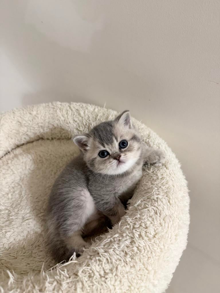 Britse Korthaar Kittens, Kater, Gechipt, 0 tot 2 jaar