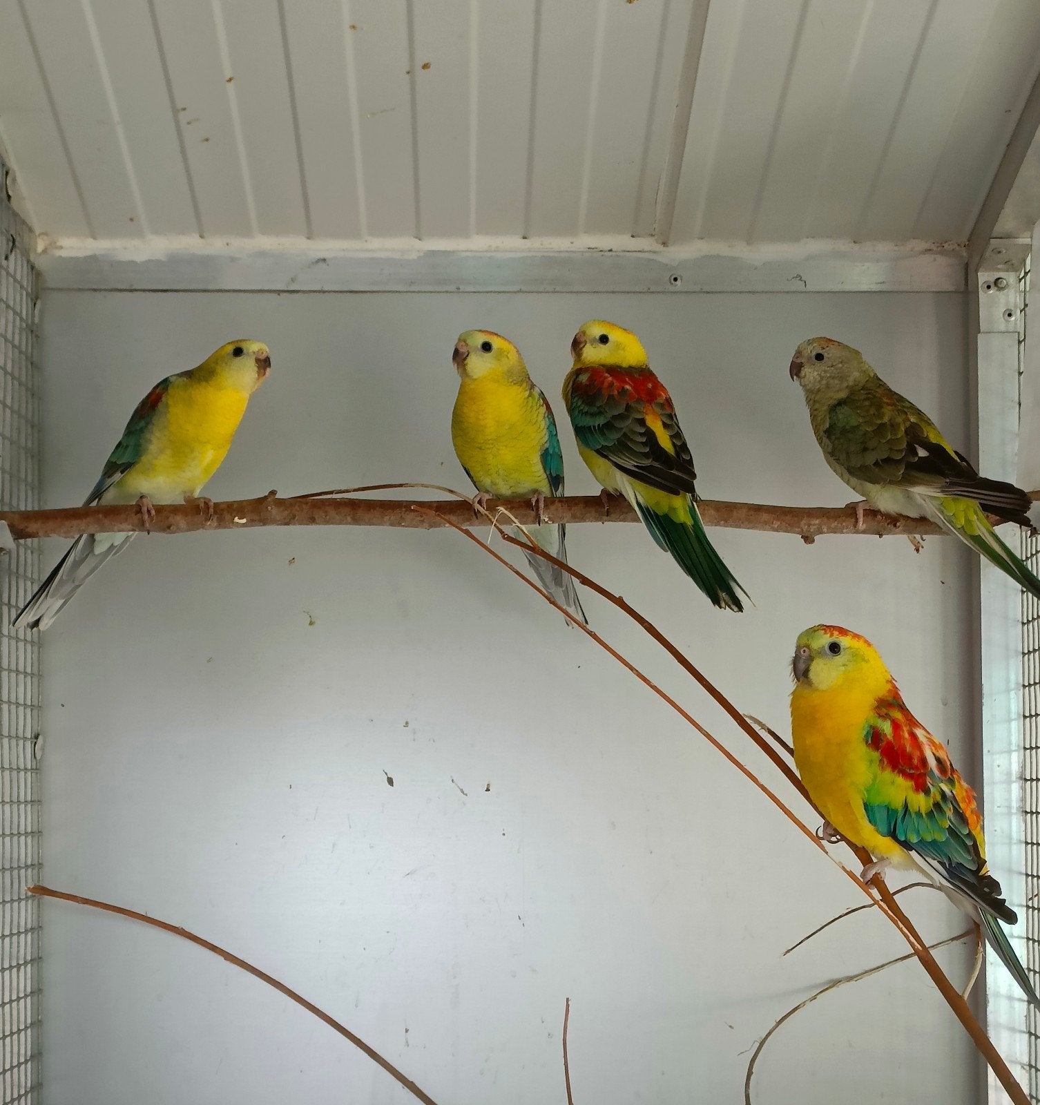 Croupions, Plusieurs animaux, Perruche, Bagué