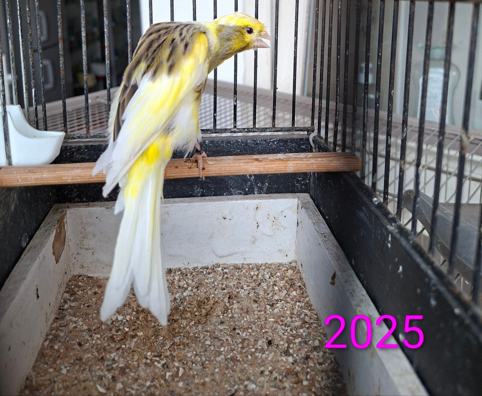 2 Belgische bult man 2024 & 2025 /split cinamon, Dieren en Toebehoren, Vogels | Kanaries