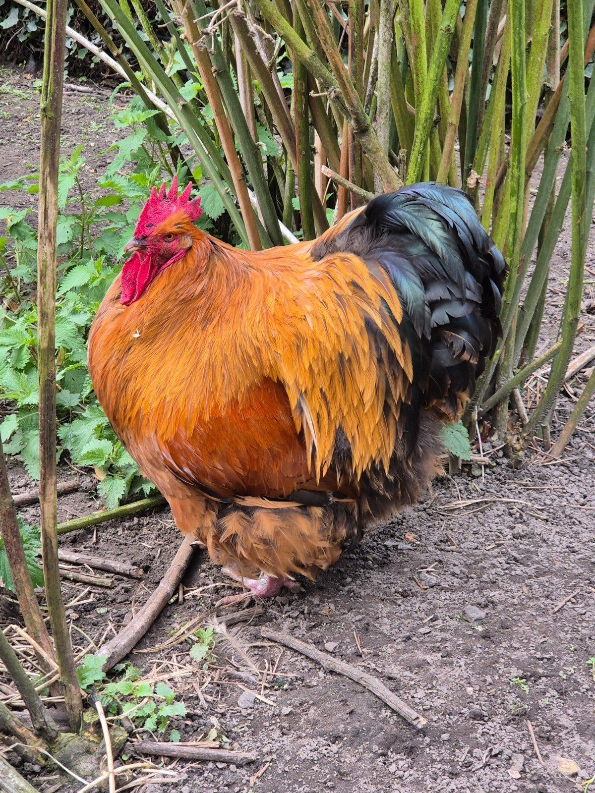 orpington hanen, Dieren en Toebehoren, Pluimvee, Mannelijk, Kip