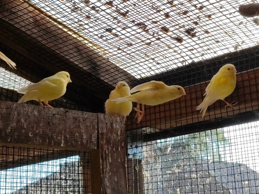 jonge gele kanaries 2026, Dieren en Toebehoren, Vogels | Kanaries, Geslacht onbekend, Zangkanarie