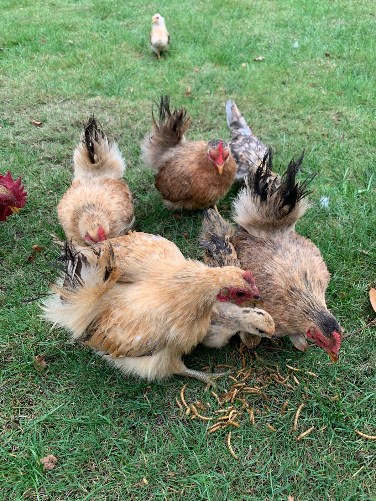Zeer kleine zijdeveertjes Serama, Dieren en Toebehoren, Pluimvee, Kip