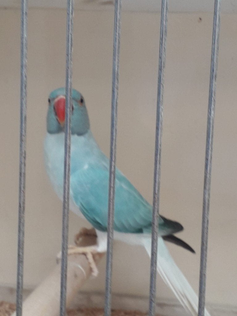 Halsband parkieten, Dieren en Toebehoren, Vogels | Parkieten en Papegaaien, Meerdere dieren, Parkiet, Geringd