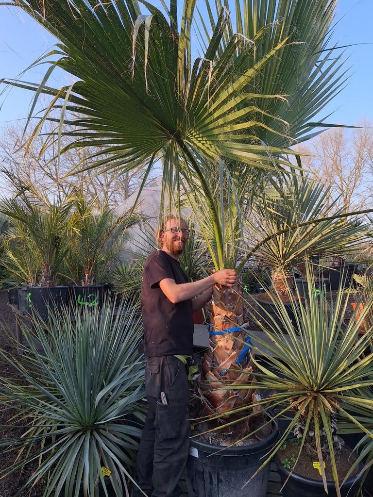 Washingtonia Filibusta, Tuin en Terras, Ophalen of Verzenden
