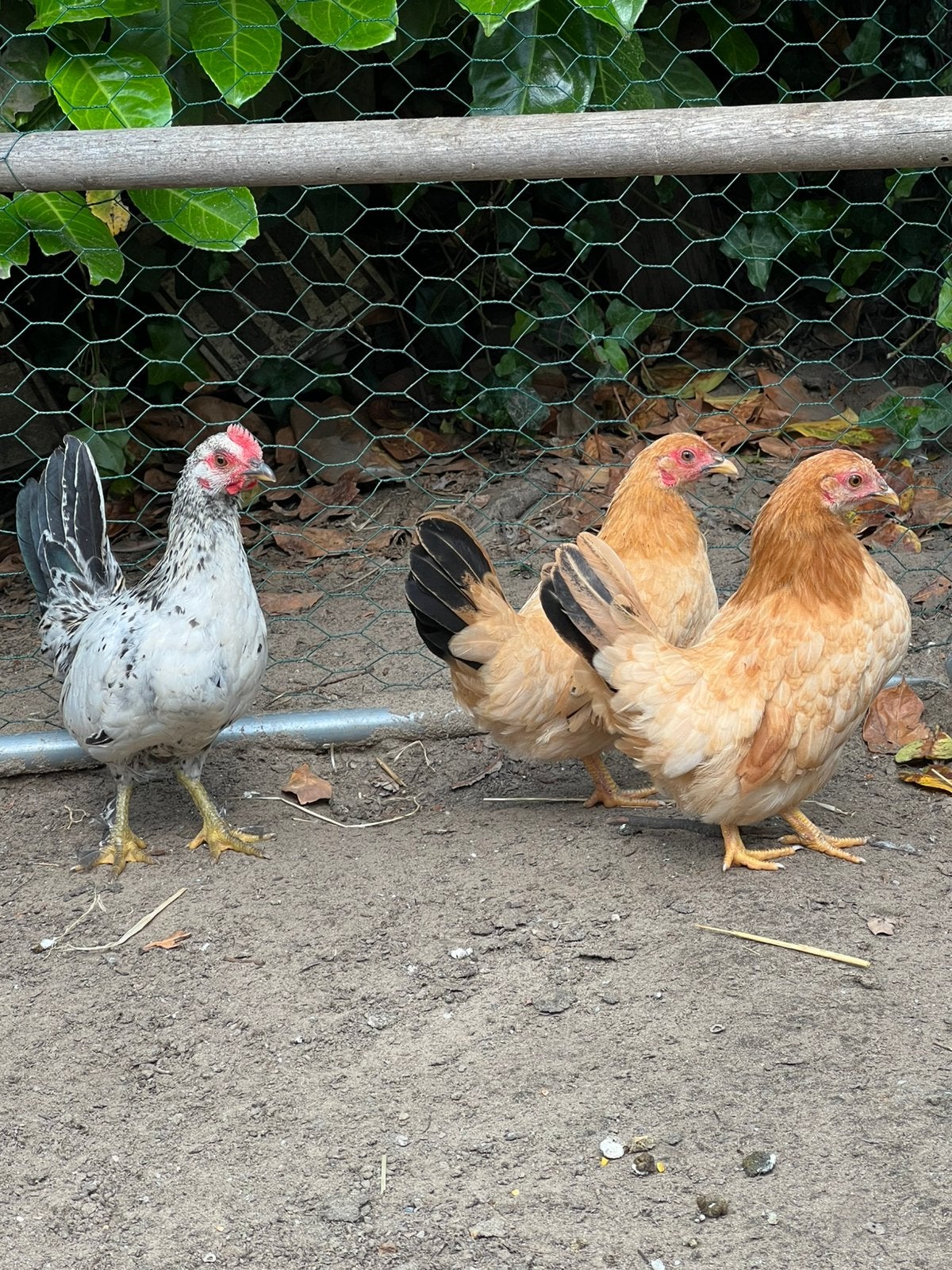 Mooi klein blijvend trio kriel kipjes, Dieren en Toebehoren, Pluimvee