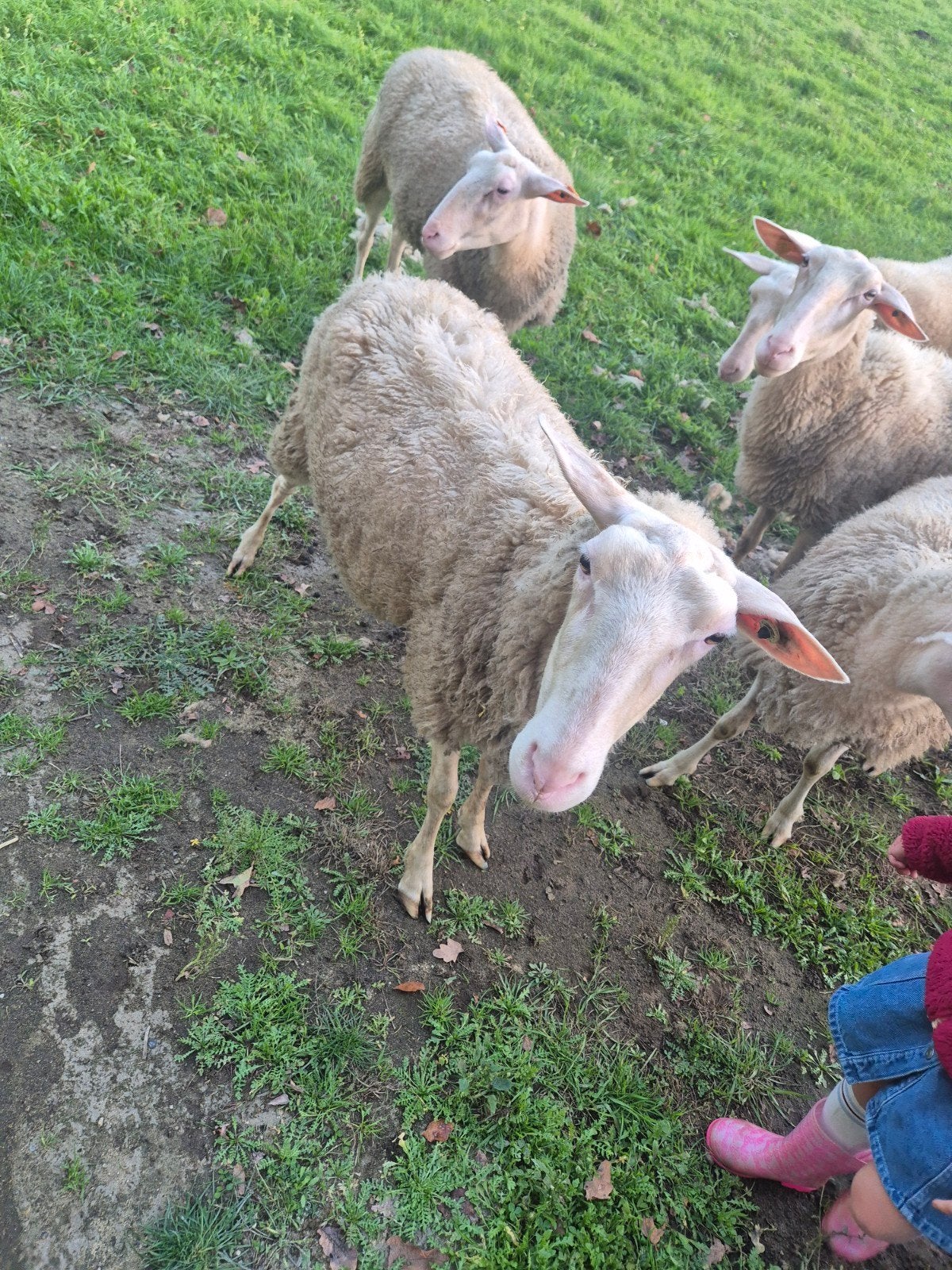 schapen ooien, Animaux & Accessoires, Femelle, Mouton, 0 à 2 ans