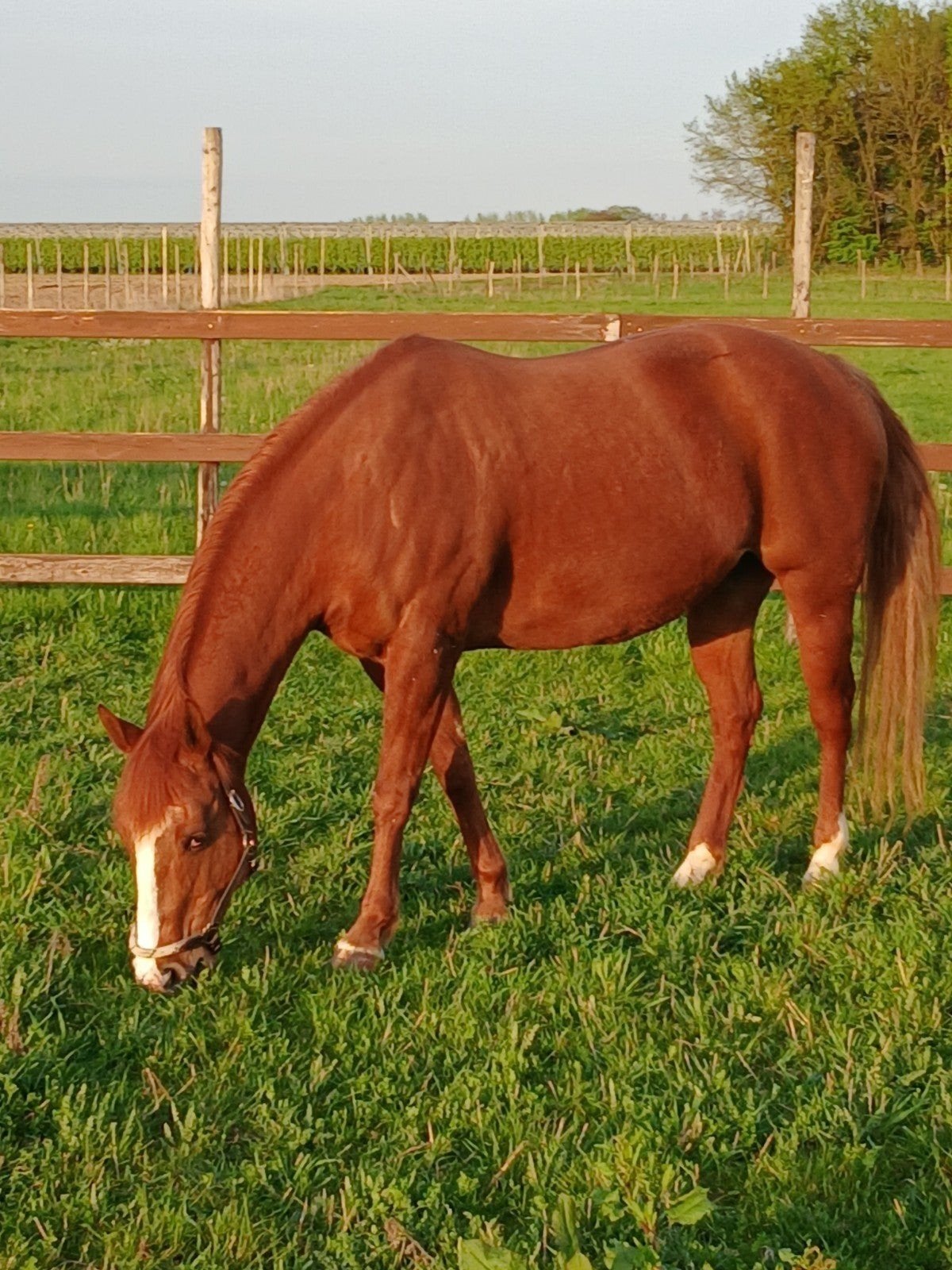 Quarter horse sans généalogie, poulinière ou compagnon de pr, Animaux & Accessoires, Chevaux, Vermifugé, 11 ans ou plus, Débourré