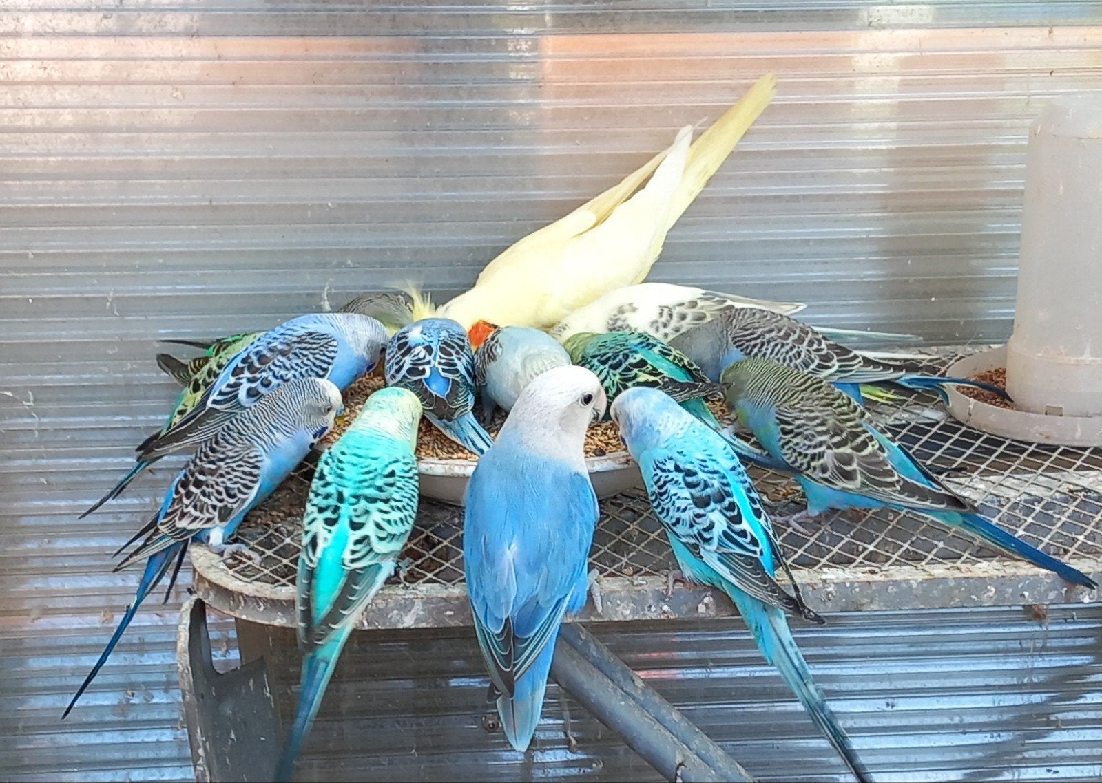 grasparkiet grasparkieten, Dieren en Toebehoren