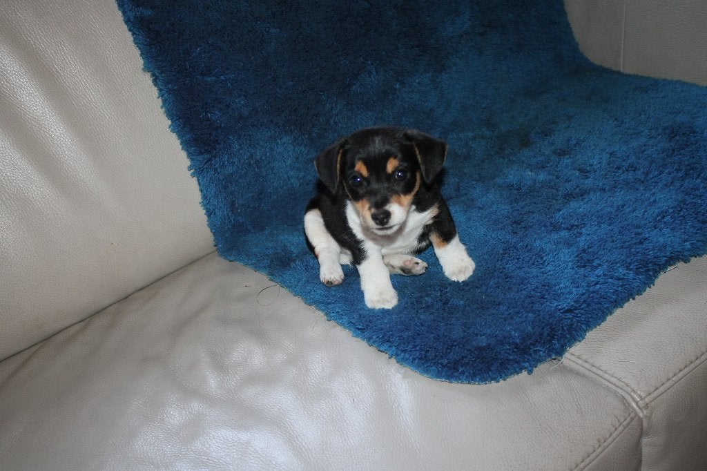 jack russell pups, Dieren en Toebehoren, Honden | Jack Russells en Terriërs, België, Fokker | Hobbymatig, Jack Russell Terriër