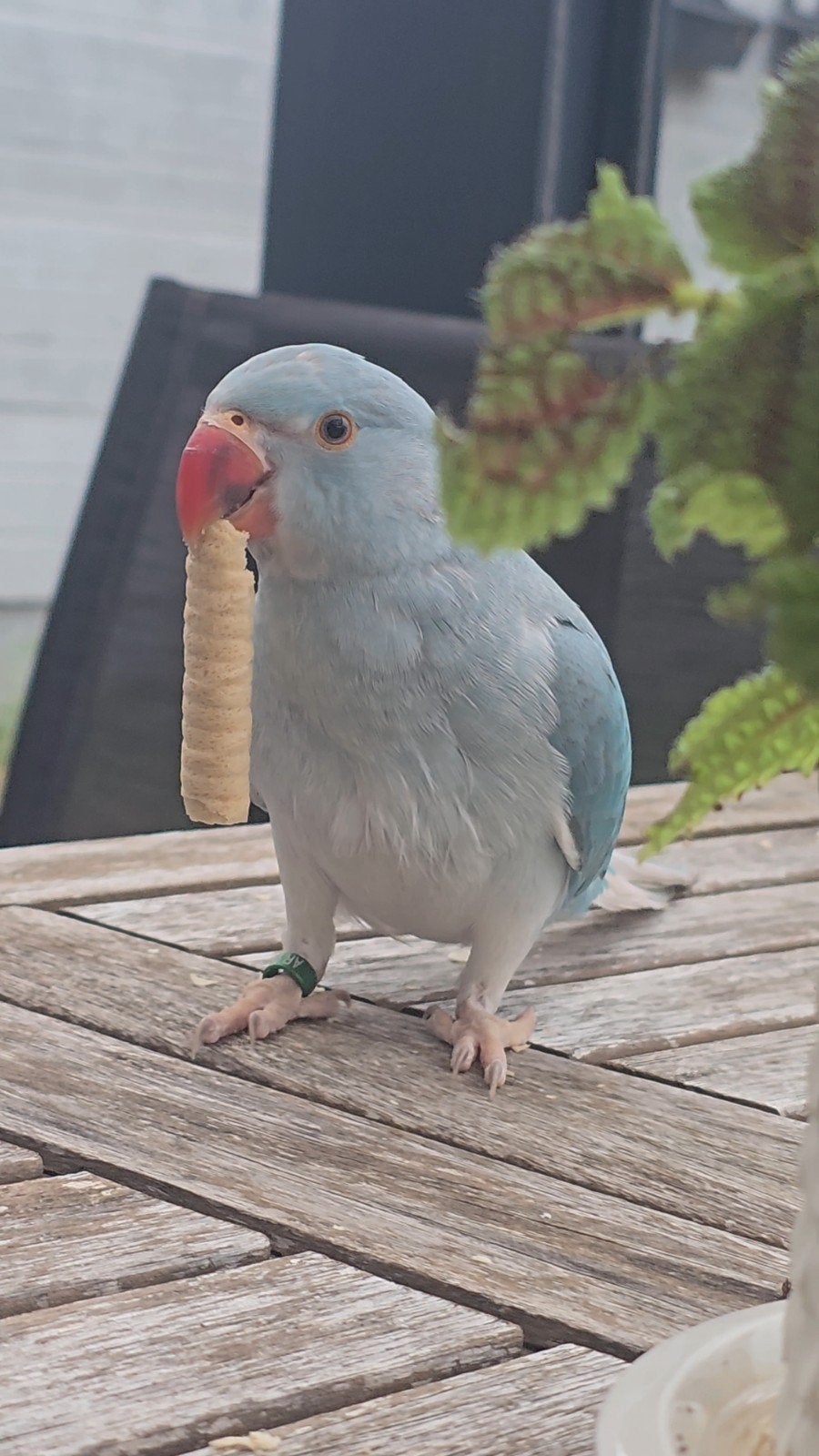 halsbandparkiet 3maanden oud.half tam, Dieren en Toebehoren