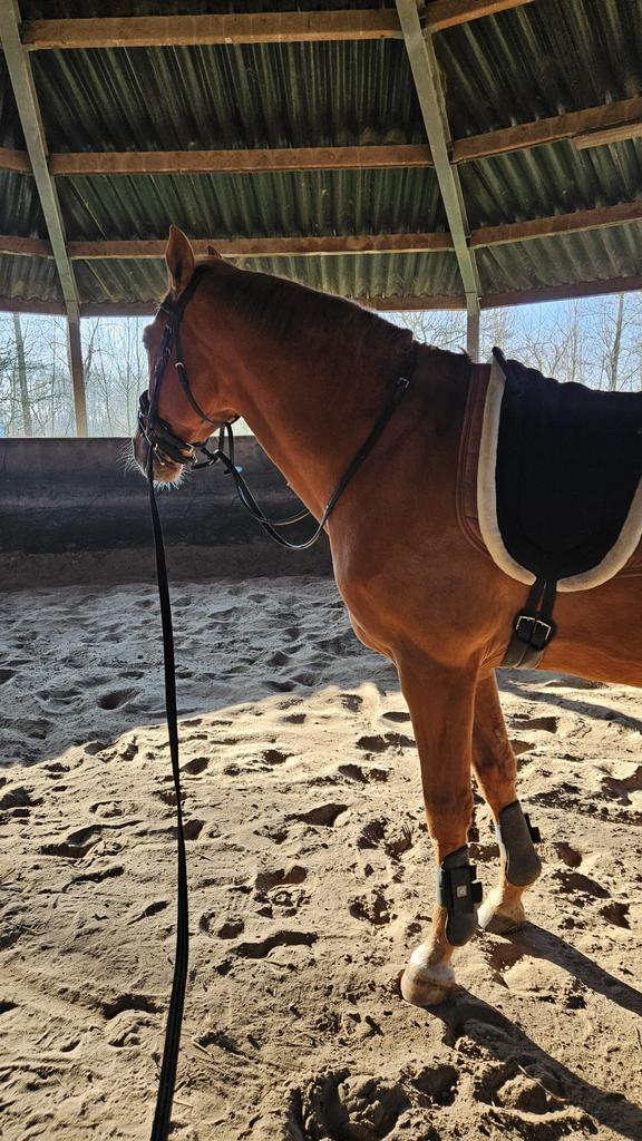 8 jarige ruin gratis op te halen moet met spoed weg, Dieren en Toebehoren, Gechipt, Ruin, Zadelmak, 7 tot 10 jaar