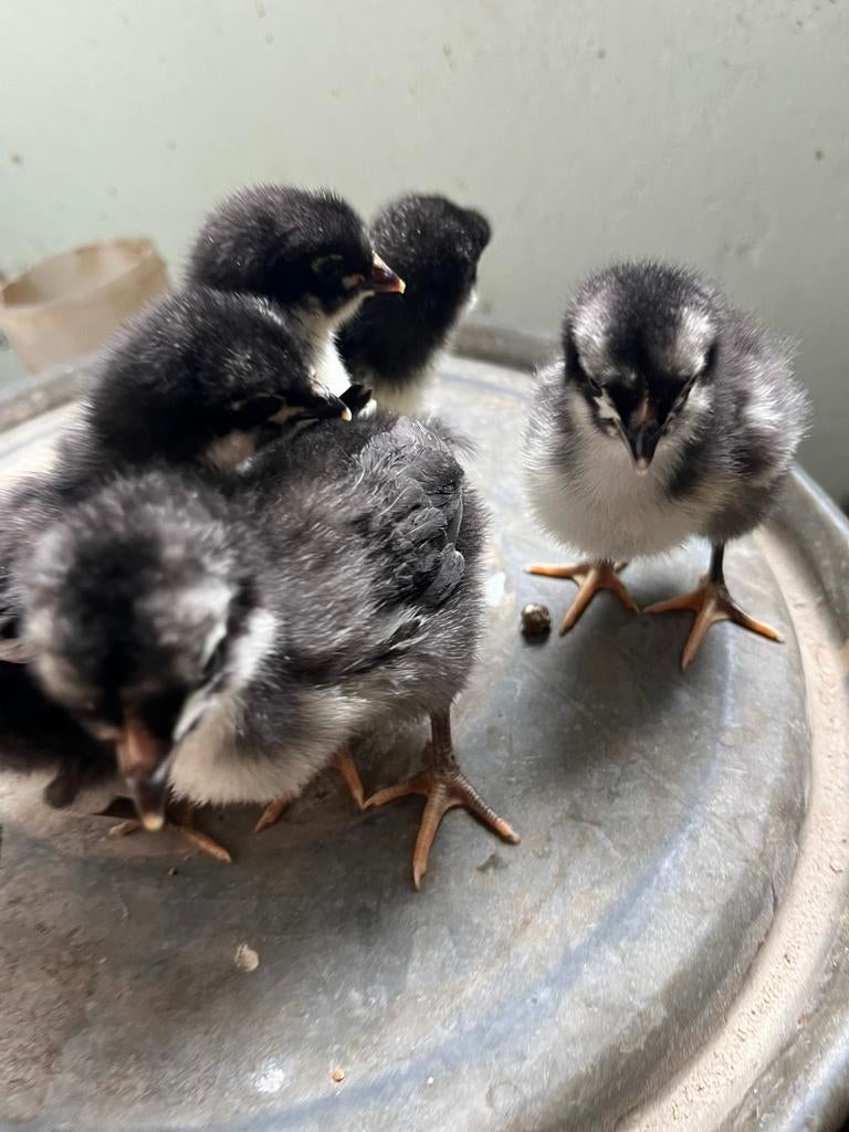 Orpiton kuikens, Dieren en Toebehoren, Pluimvee