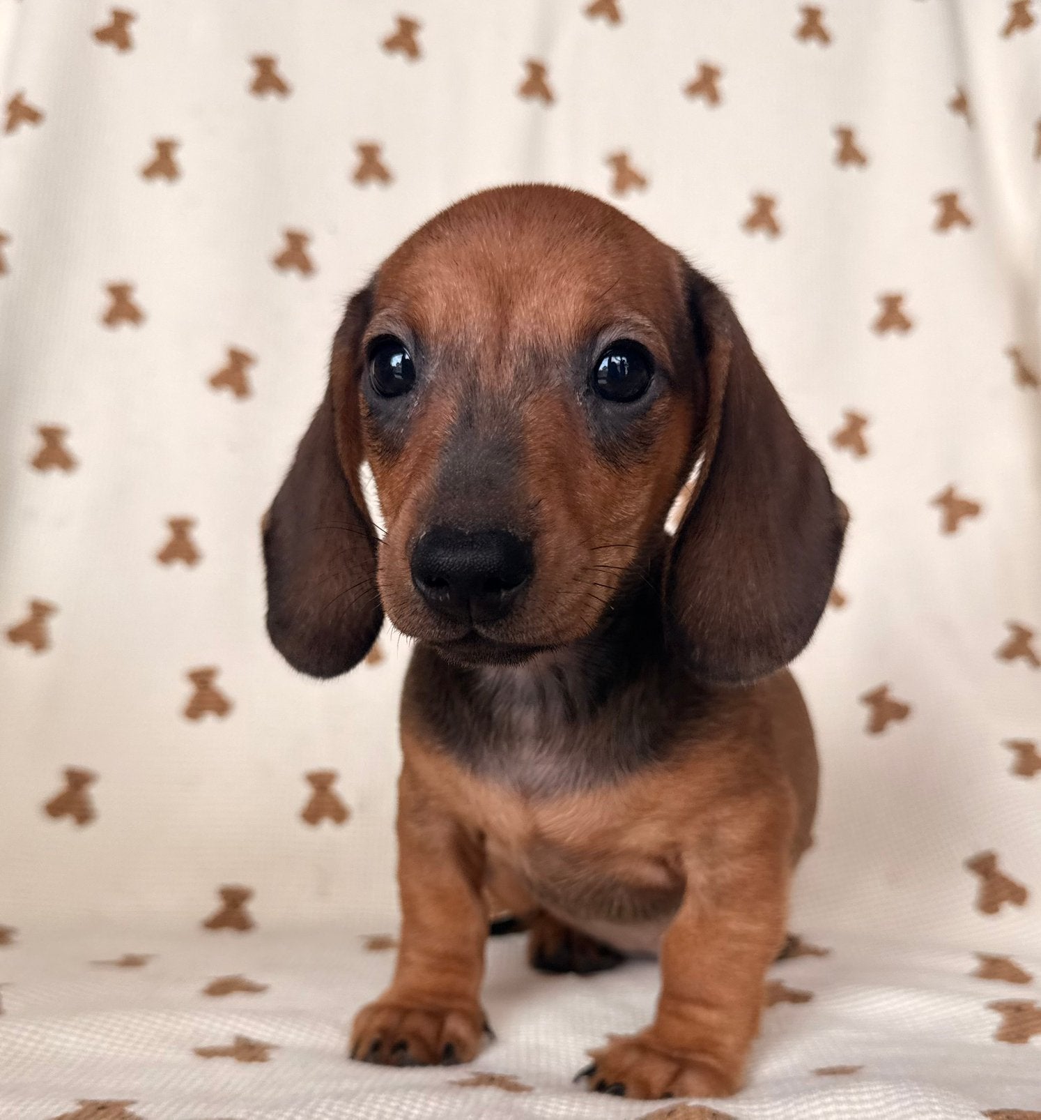 Teckel pups kaninchen, Dieren en Toebehoren, Honden | Teckels en Dashonden, Kaninchen, België, CDV (hondenziekte), 8 tot 15 weken
