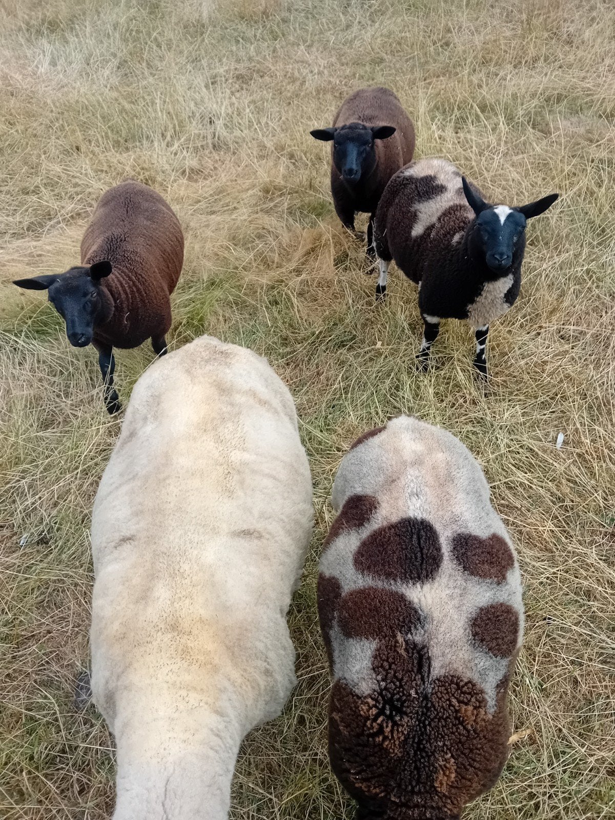 Béliers, Animaux & Accessoires, Moutons, Chèvres & Cochons, Mâle, Mouton, 0 à 2 ans