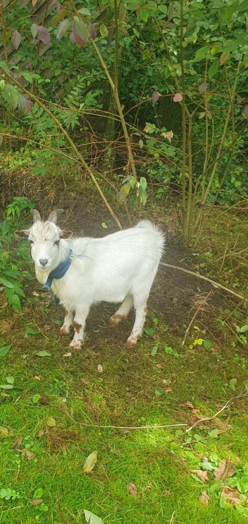 Geit (bok), Mâle, Chèvre, 0 à 2 ans