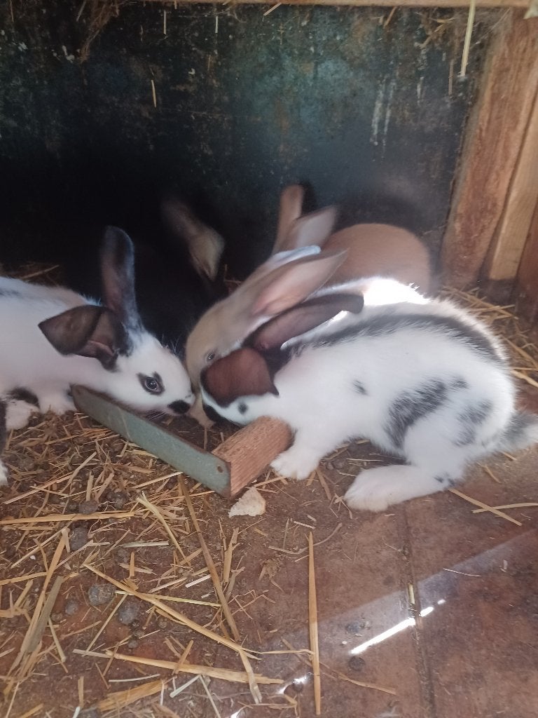 Jonge konijnen, Dieren en Toebehoren, Konijnen, Meerdere dieren, Groot, 0 tot 2 jaar