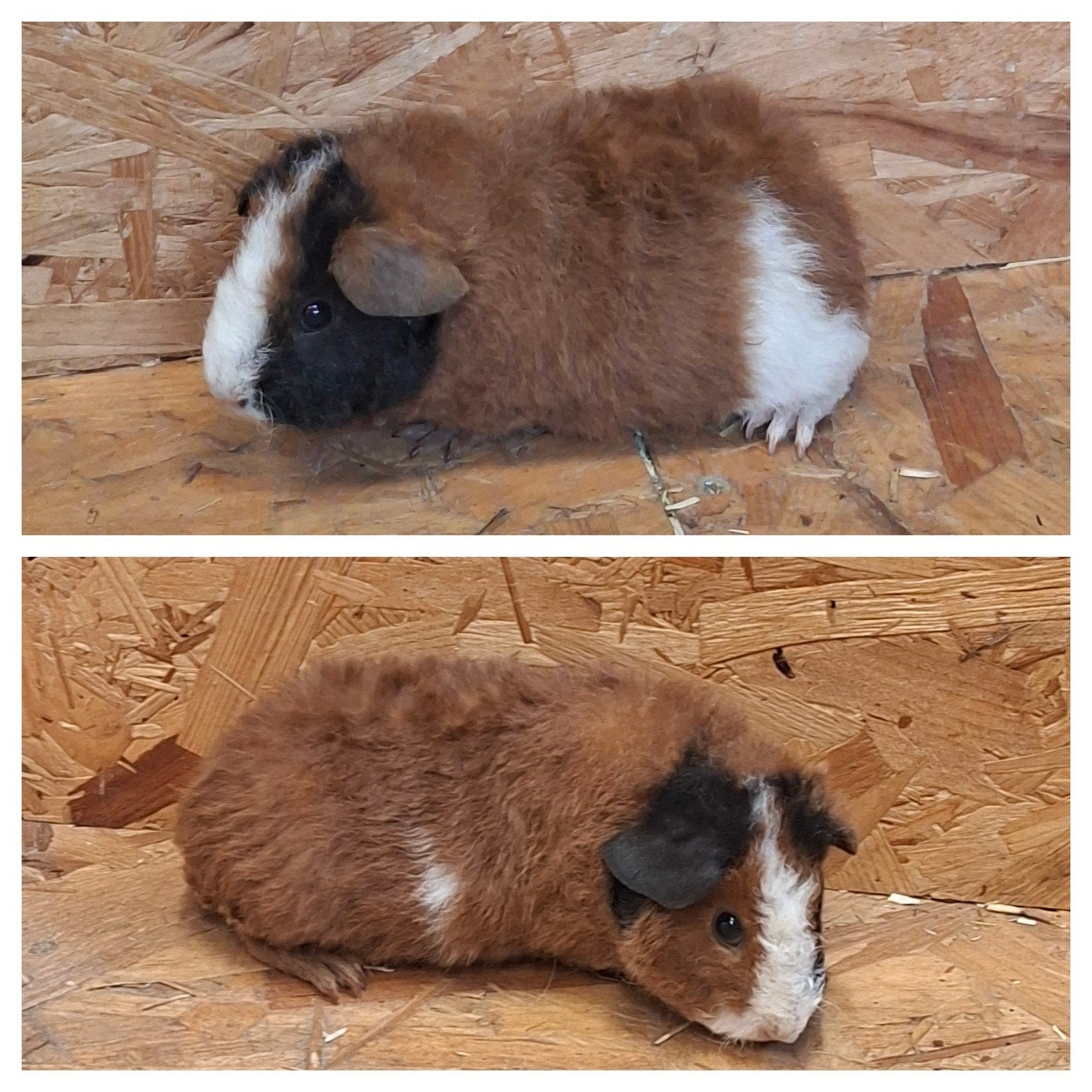 Us teddy cavia. Cavia's, Juin, Cobaye