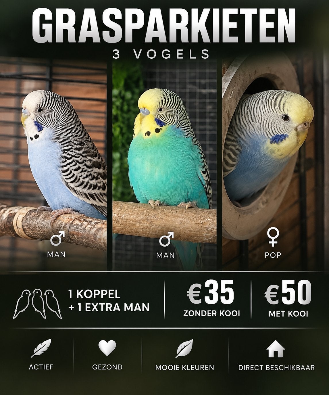 Grasparkieten te koop, Plusieurs animaux, Perruche, Domestique