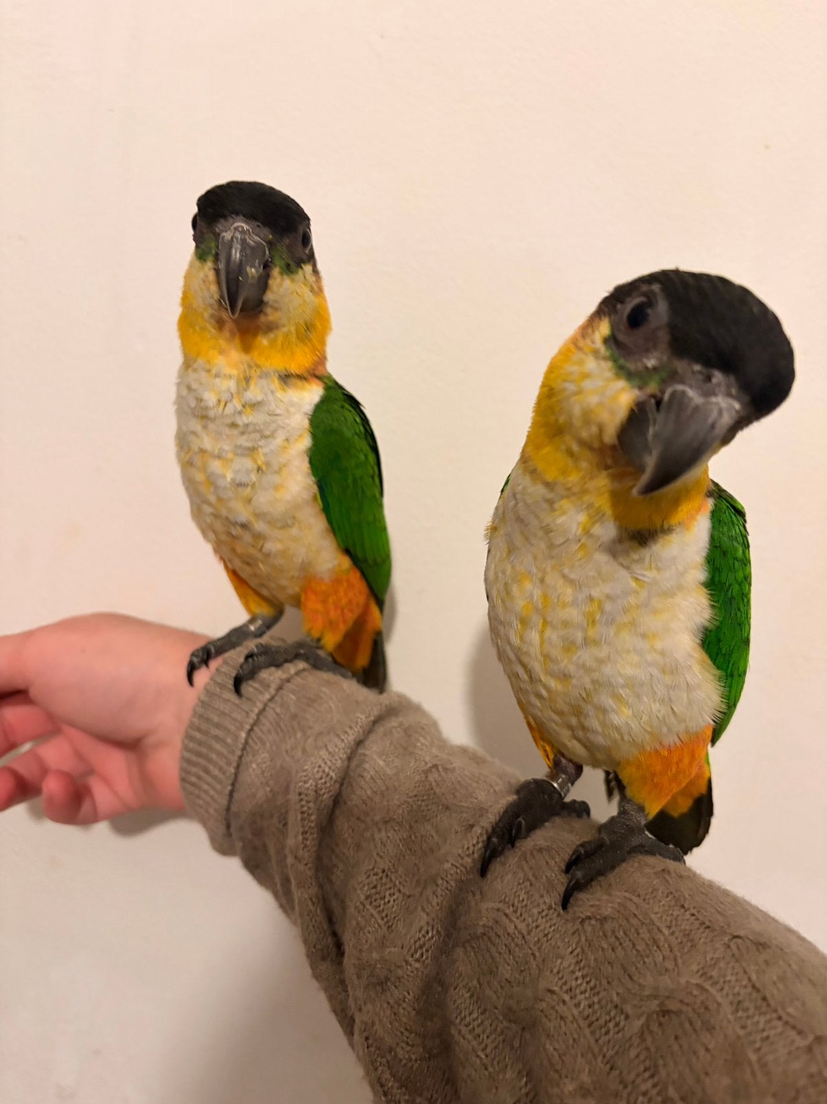 Jonge supertam zwartkop caique’s 2026, Mannelijk, Papegaai, Tam