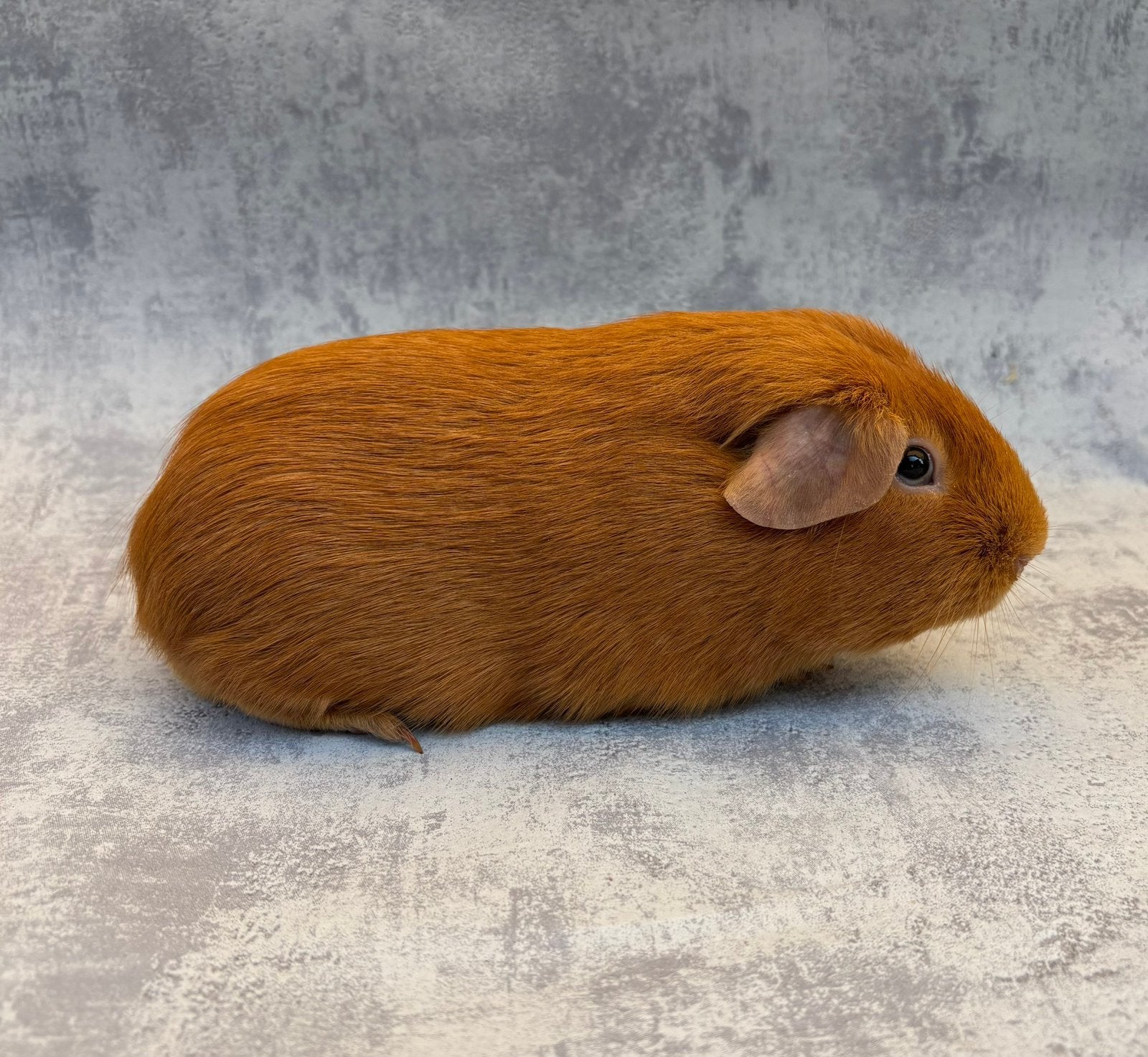 Cavia goud donkeroog mannelijk, Avril, Mâle, Cobaye