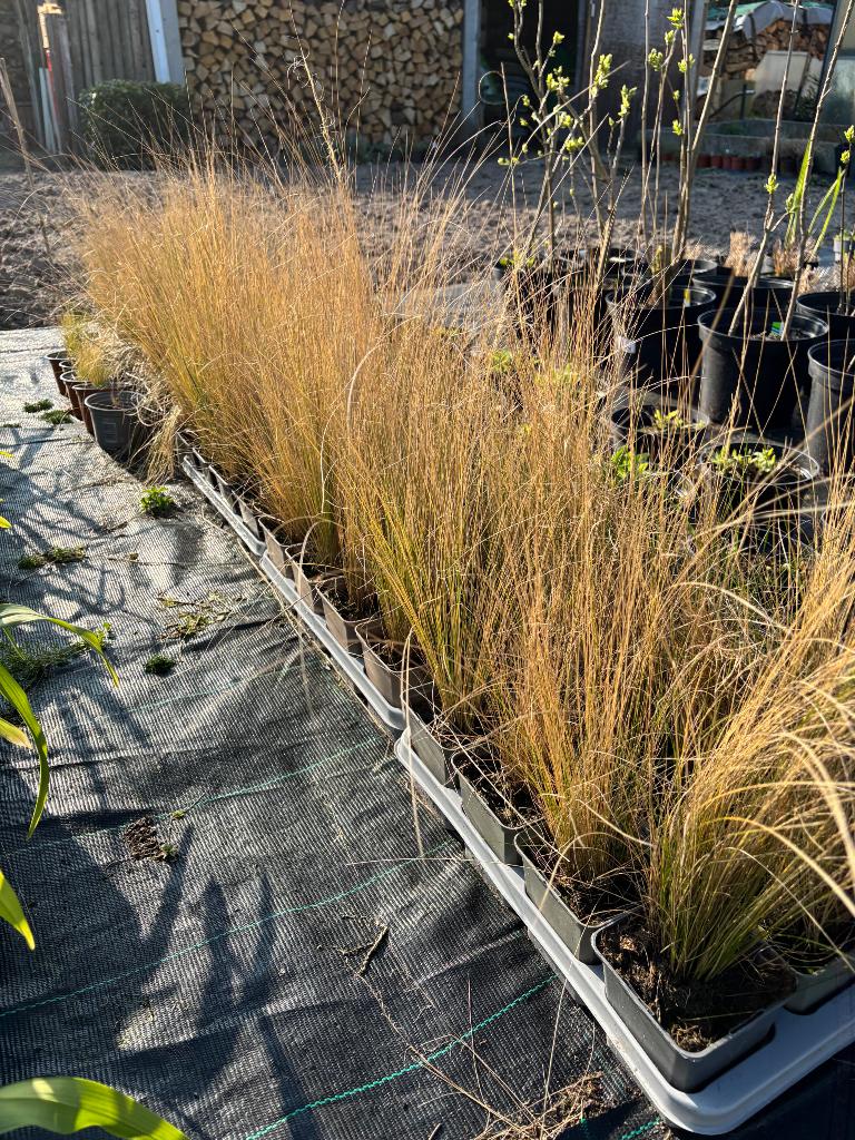 Stipa gras, Tuin en Terras, Ophalen