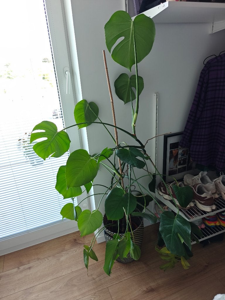 Monstera Deliciosa Gatenplant 145cm, Enlèvement