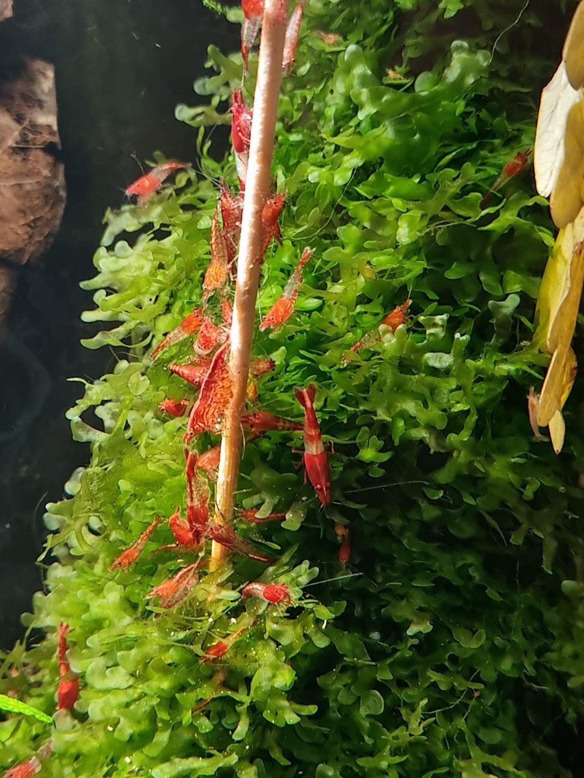neocaridina mix van vuur - en rili garnalen