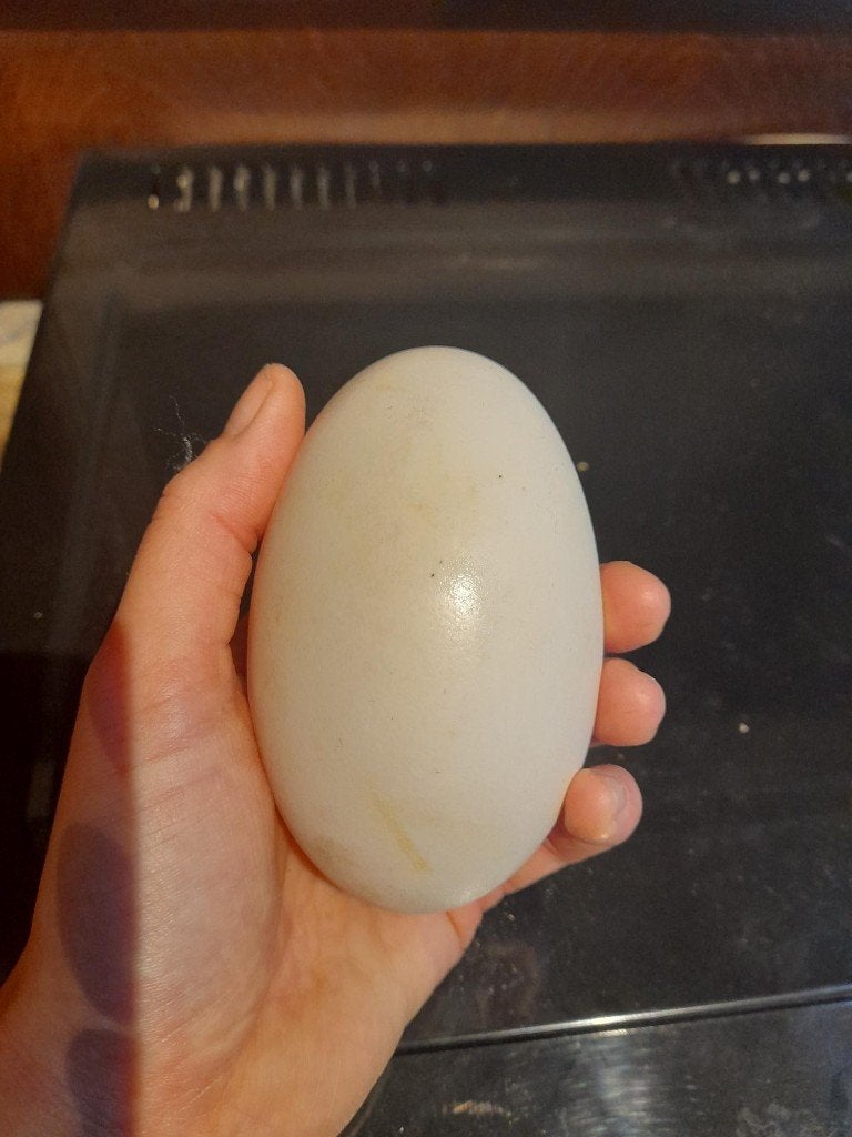Ganzeneieren te koop, Ophalen