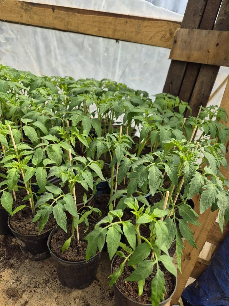 PLANTS DE LEGUMES, Ophalen