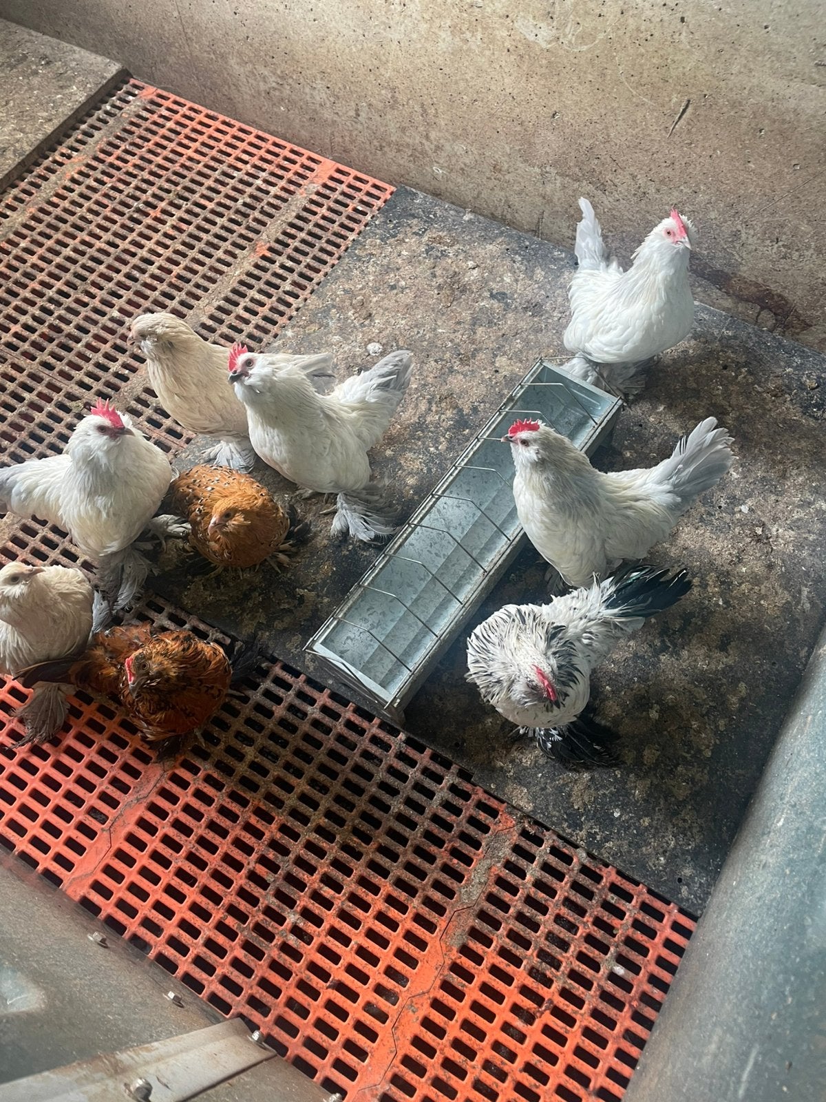 Kippen ukkelse baardkriel, Poule ou poulet
