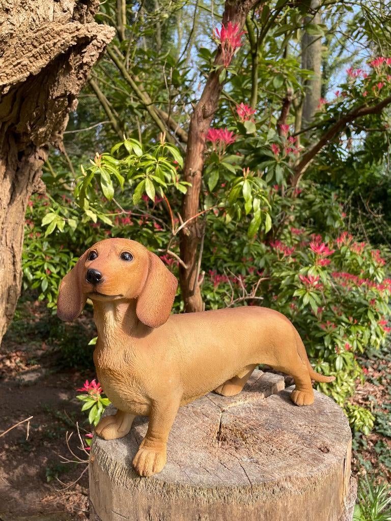 Beeld teckel, tekkel, hond, tuin, gazon 40 cm, Ophalen, Nieuw, Kunststof, Dierenbeeld