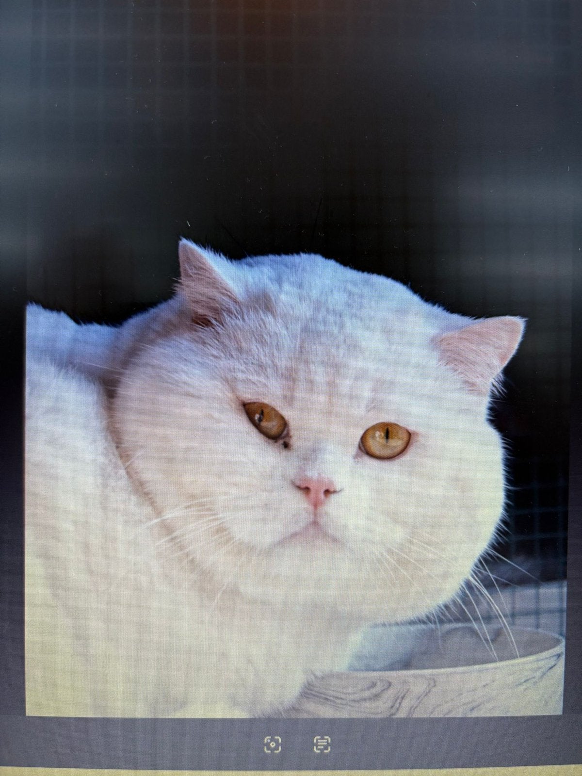 Brits korthaar dekkater, Dieren en Toebehoren, Katten en Kittens | Raskatten | Korthaar