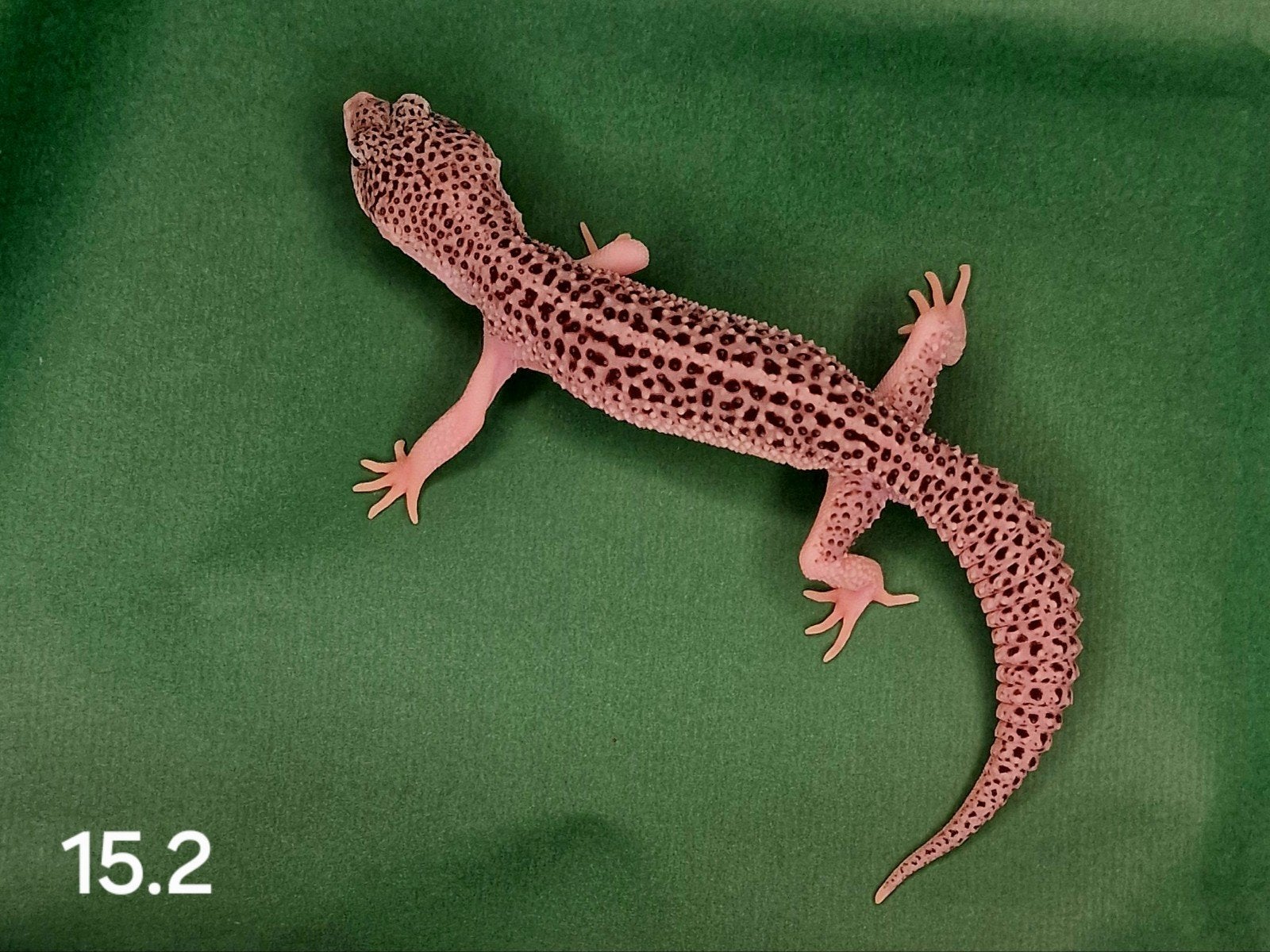 0.1 luipaard gecko, Dieren en Toebehoren, Reptielen en Amfibieën