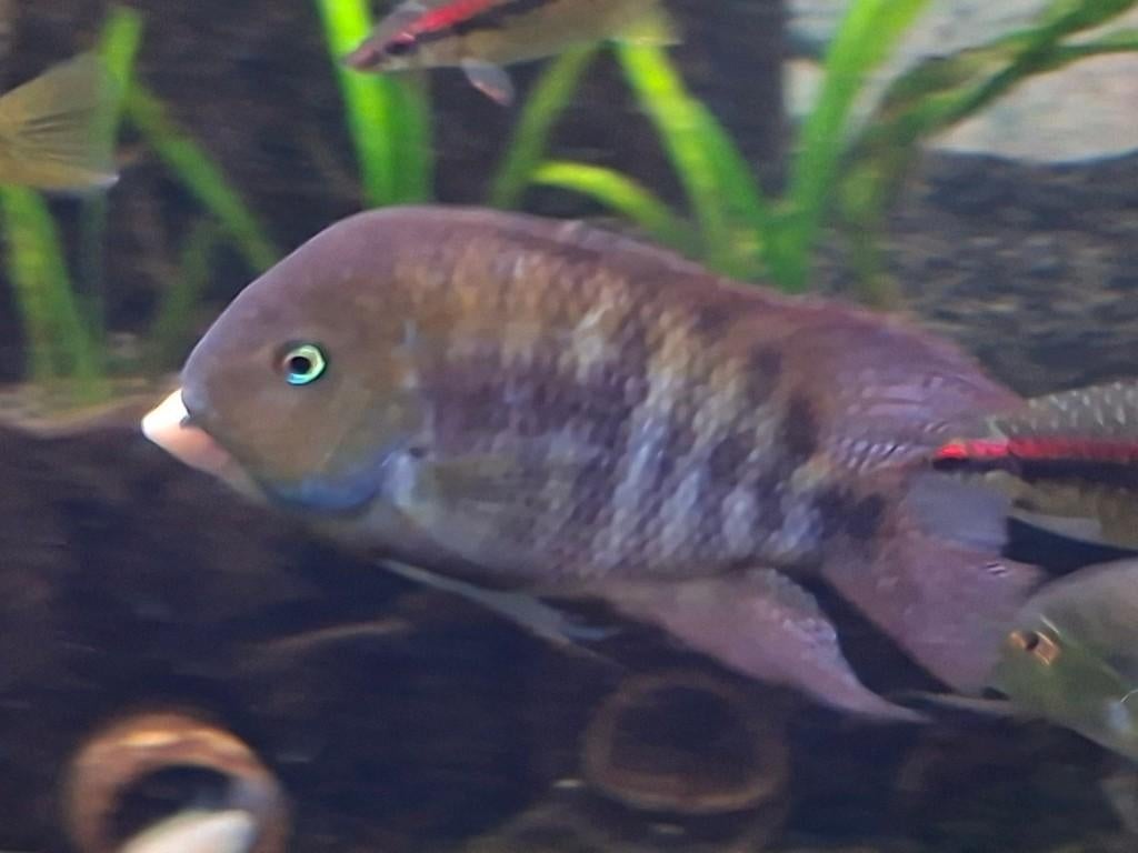 5 volwassen A. sajica mannen., Poisson, Poisson d'eau douce