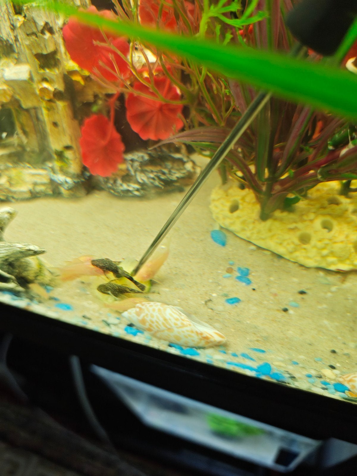10x Baby Ancistrus, Dieren en Toebehoren