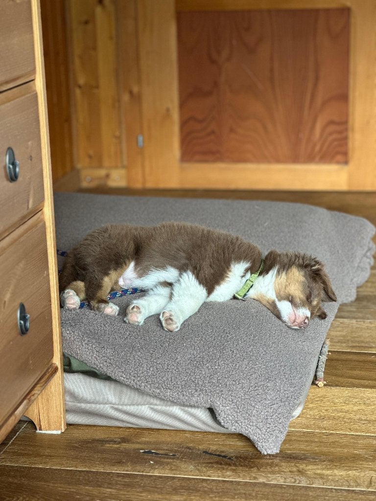 Halsband puppy Nobby, Dieren en Toebehoren, Ophalen of Verzenden, Zo goed als nieuw