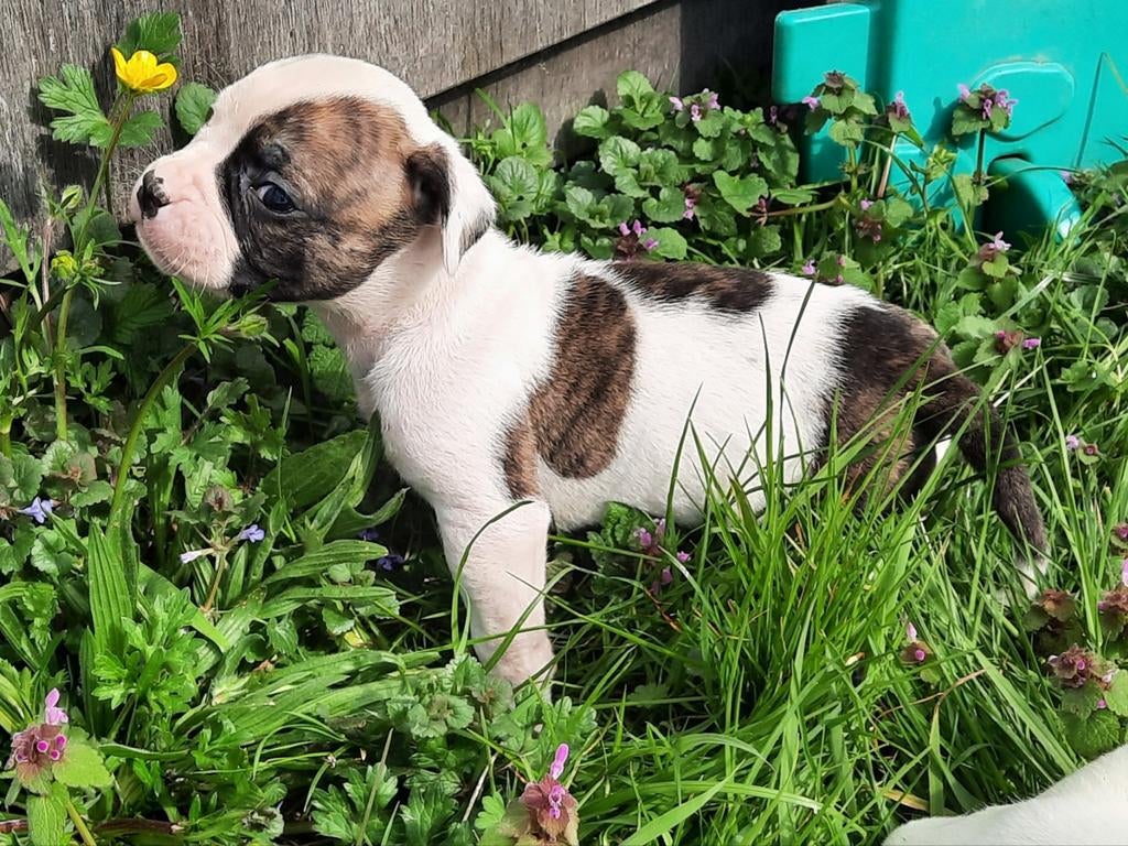 Standaard Amerikaanse bulldog pups, Parvo, België, Fokker | Hobbymatig, 8 tot 15 weken