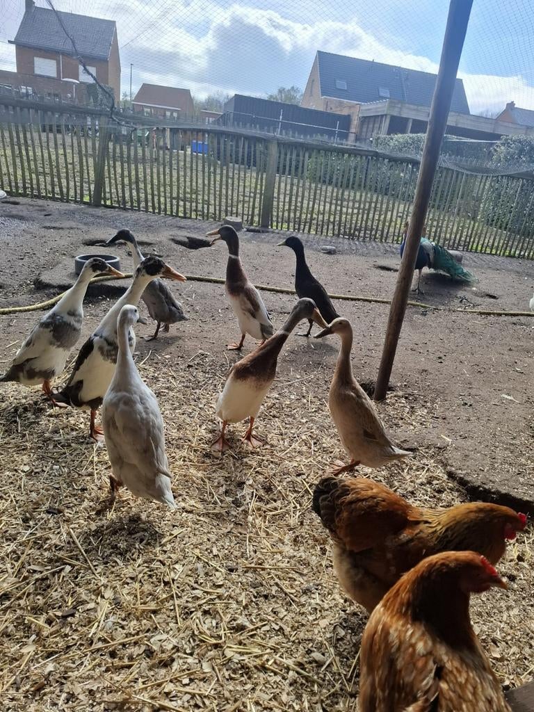 Indische loopeenden, Augustus, Meerdere dieren