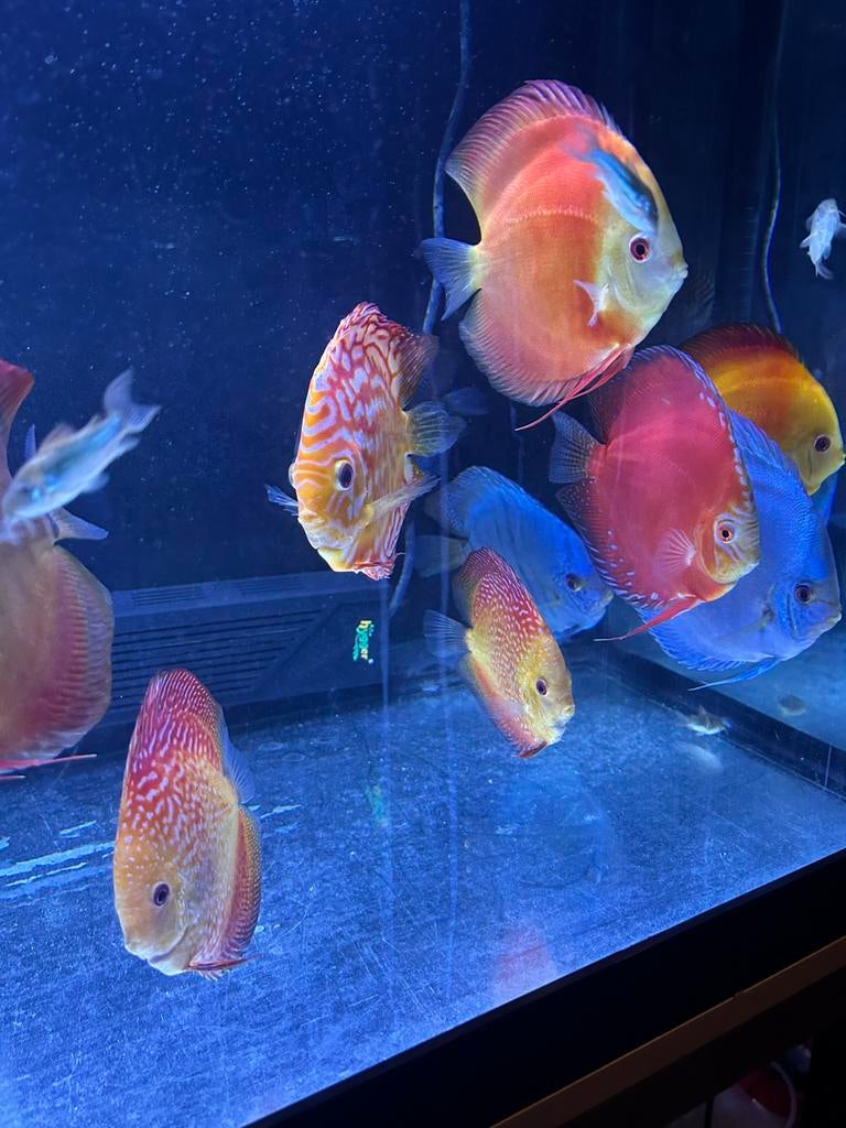 Discusvis, Poisson, Poisson d'eau douce, Banc de poissons