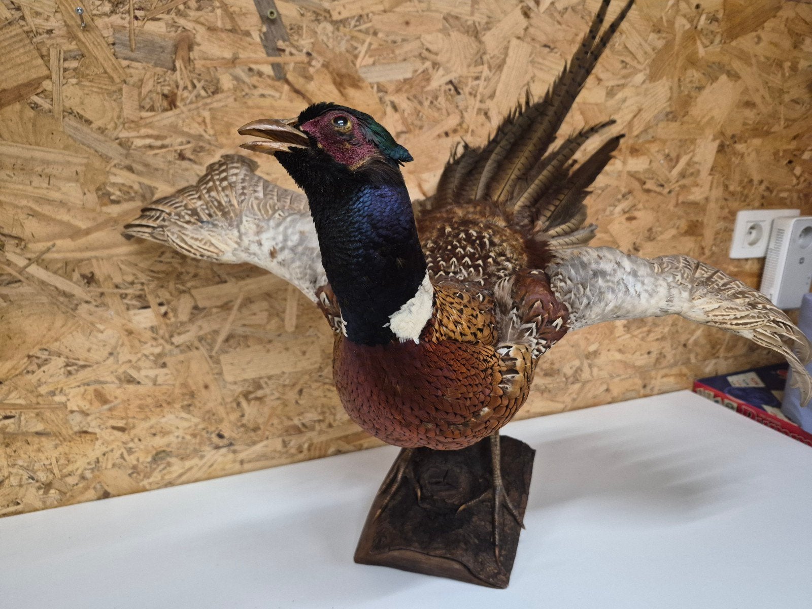 Taxidermie - Fazant, Ophalen