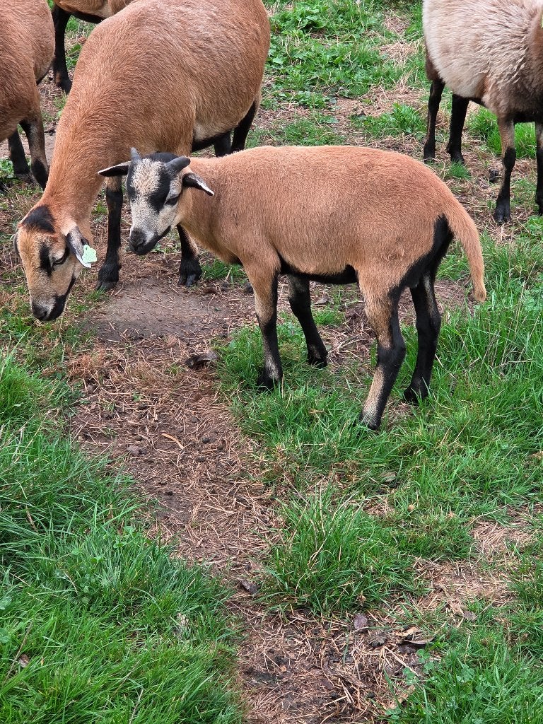 Kamaroen, Animaux & Accessoires, Mâle, Mouton, 0 à 2 ans