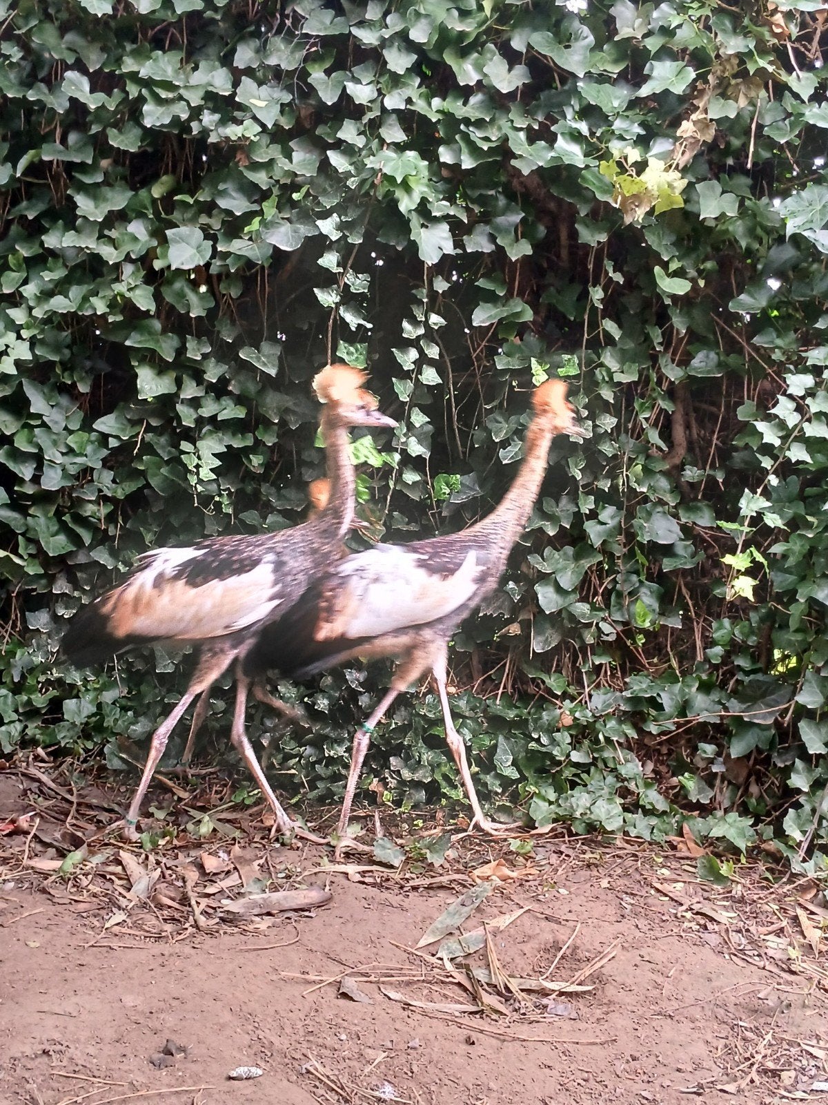 kroonkraanvogels
