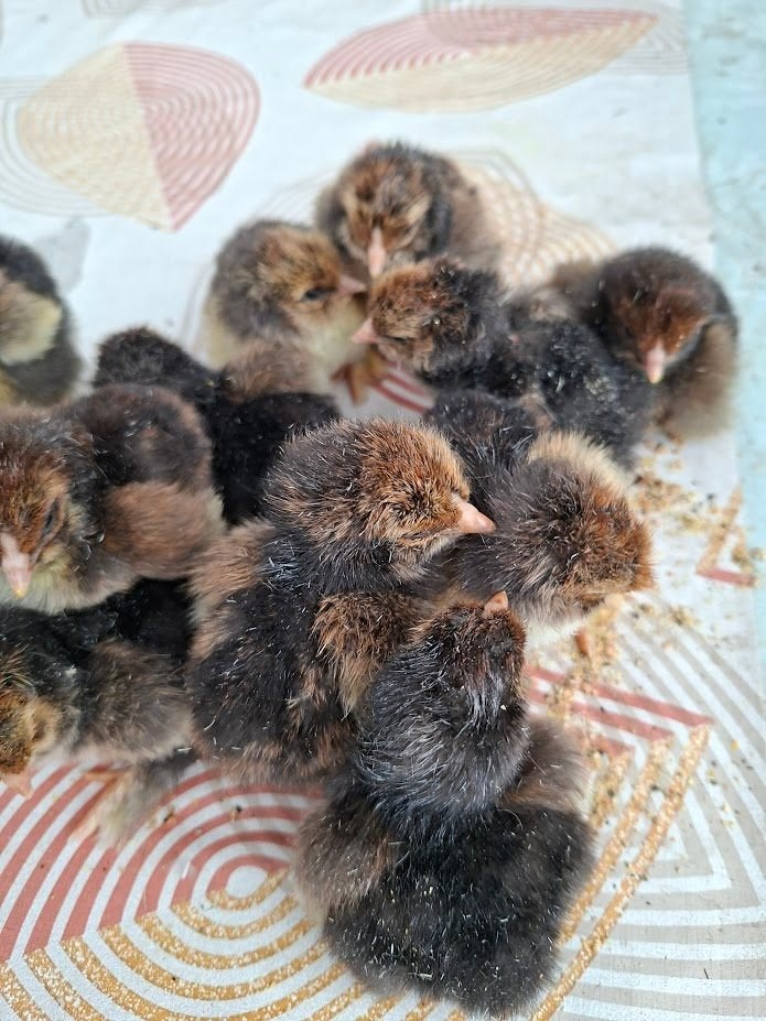 Poussins Brahma ourlés doré/noir, Sexe inconnu, Poule ou poulet