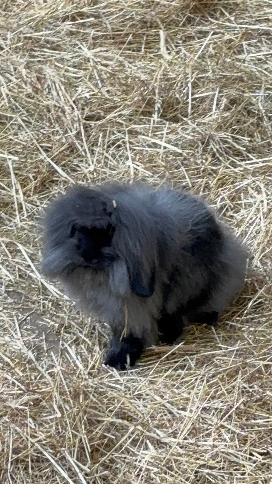 Baby Nederlandse dwerghangoor, Meerdere dieren, Klein, Hangoor, 0 tot 2 jaar