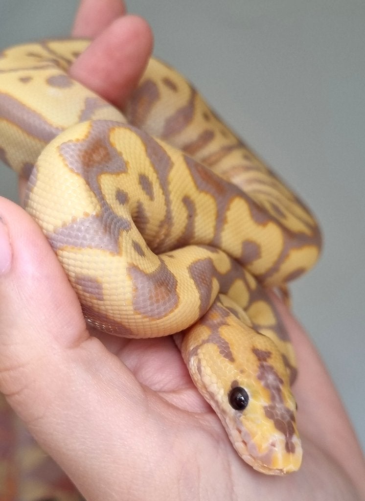 1.0 banana spotnose (od) clown koningspython Ball Python - male for sale from Mex